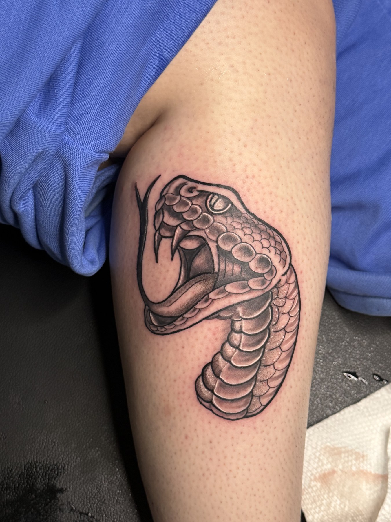 Black and grey snake